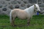 Picture of Kilcummer Palomino Prudence SUCH, Diplom 42p, prem GI 